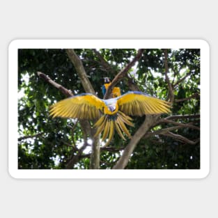 Soaring Beauty: The Majestic Flight of the Macaw Sticker